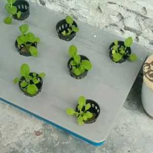 Complete Set Hydroponic/Hidroponik With Baja A &  B