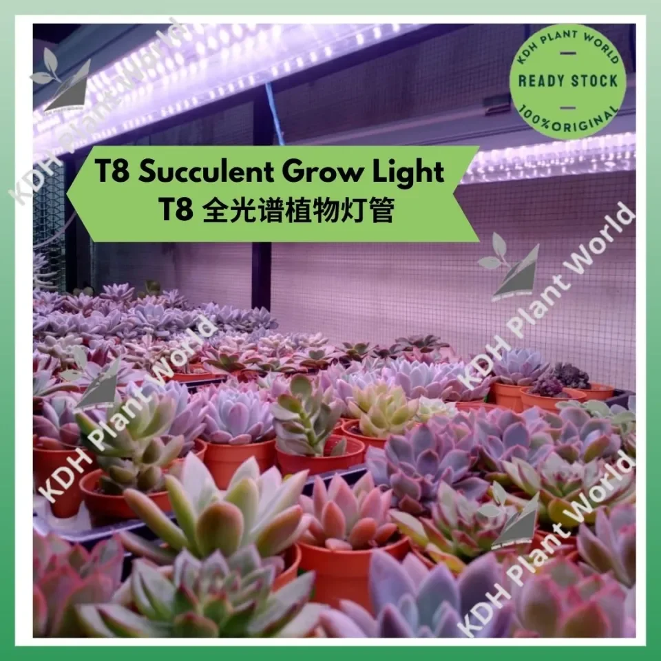 KDH Ready Stock T8 Succulent Cactus Led Indoor Planting LED Grow