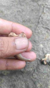 bahan liontin kuber asli gurih