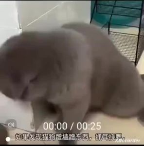 【Ship in 24H】全崇净狗狗体内驱虫药宠物小狗打虫药猫咪体内外驱虫药 Anti Tick and Flea for Dog and Cat Deworming for Dog and Cat