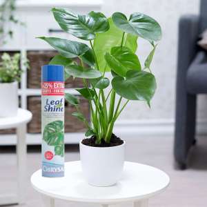 Thuốc xịt bóng lá giữ ẩm cho Lan Leafshine chai 750ml (Msp :2800112) -Mai Huy