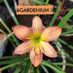 Umbi Bunga Rain Lily Batik - Rainlily Zephyranthes Hybrid