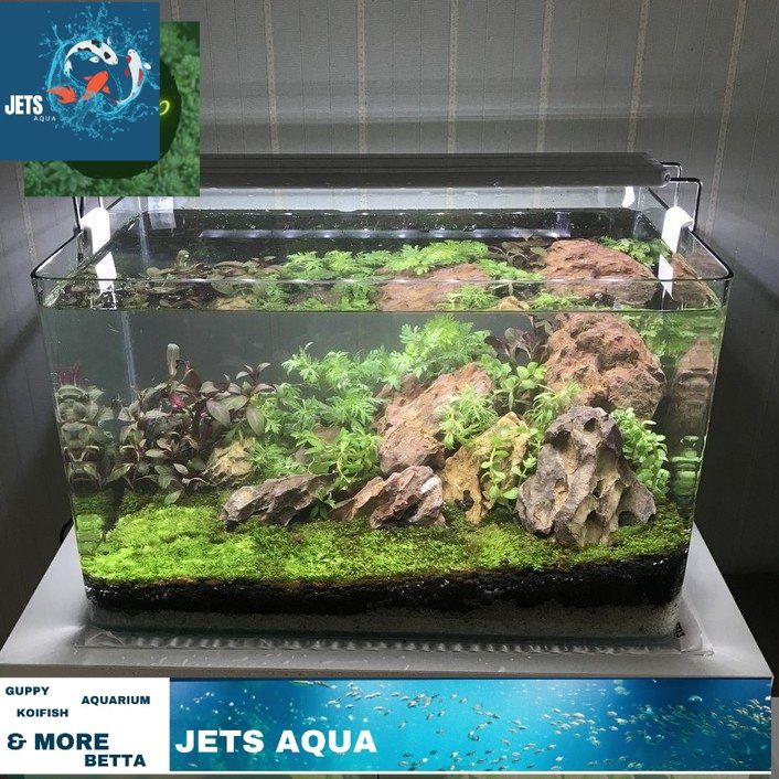 (FS) Bể Cá Mini -Hồ Kính Đúc Uốn cong 2 góc trọn bộ, hồ lọc đèn kèm bộ ...