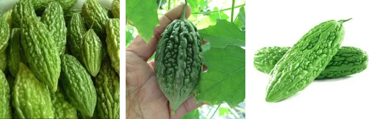 Ilocos Ampalaya Seeds Round Bitter Gourd Seeds