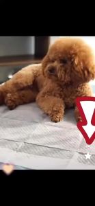 Honeycare Training Charcoal  Pee Pad - Size S/M/L