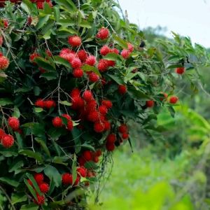 Bibit Rambutan Binjai Sumatra
