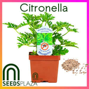 SeedsPLAZA™ - Citronella Plant Seeds for Planting Herbal Plants + Instructions for Hybrid F1 Mosquito Killer Plant Seed