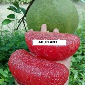 Bibit Jeruk red pamelo jumbo super