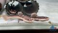 Redtail Catfish/Live Fish/Monster Fish/Freshwater  红尾猫/活鱼/鲶鱼科(Sin Quan Aquaculture Enterprise). 