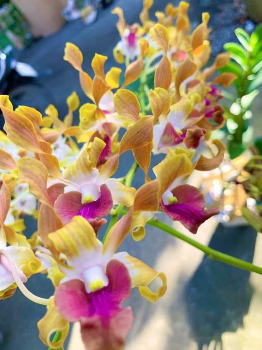 HOA LAN NẮNG SING RỒNG LỬA