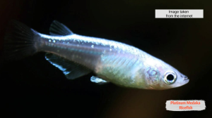 [DOA] Platinum Medaka Ricefish