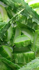 [THE FACE SHOP ] Jeju Aloe Soothing Gel (300ml) - Aloe Vera Korean Facial Body After Sun