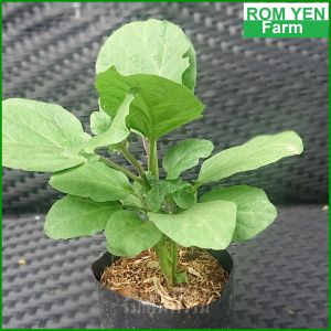 ต้นมะเขือยาว สีม่วง เพาะในถุงชำ 5.5 นิ้ว มะเขือยาวม่วง ต้นมะเขือ