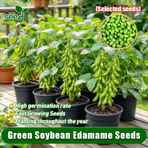 [Selected Seeds 20pcs] High Yield Edamame Seeds for Planting Vegetables 100% Original Green Soybean Seeds Vegetable Seedlings Veggies Seeds Japanese Korean Green Soybean Edamame Soya Beans Vegetable Seeds for Gardening Potted Soybeans Live Plants for Sale
