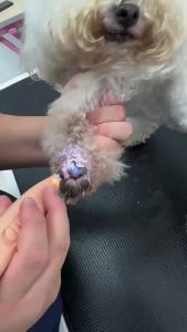 AU Máy cắt lông chân thú cưng chuyên dụng cho mèo và chó led Máy cắt móng chân điện êm ái thiết kế móng mèo dụng cụ thần thánh