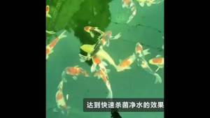Đèn UV 30W Bóng Kép Sterilization King - Diệt Khuẩn Rêu Tảo Bể Cá & Xử Lý Nước Thải Cấp Tốc
