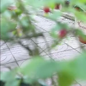 LZD  Changsheng Thickened Imitation Purple Sand Plastic Resin Flowerpot Alch Fruit Tree Planting Extra Large High Quality AC Type Flowerpot