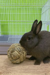 ของเล่นฟางสานธรรมชาติสำหรับกระต่าย ช่วยระบายความเครียด และเสริมกิจกรรมการกัดที่เป็นธรรมชาติ  ผลิตจากวัสดุฟางอบแห้ง 100%