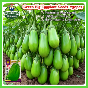 100% Legit High Germination 250pcs Green Big Eggplant Seeds for Planting Vegetables Plants Organic Eggplant Vegetable Seeds for Gardening Eggplant Live Plant Seeds Balcony Potted Green Eggplant Seedlings Buto Ng Gulay Talong Seeds Eggplant F1 Hybrid Seeds
