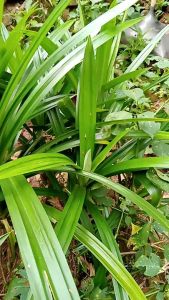DAUN PANDAN.HARUMWANGGI.1 IKET :5 DAUN