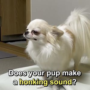 Dog Respiratory Support Lickable Supplement Eases Cough Honking & Sneezing Bronchial Care 30 Squeezes