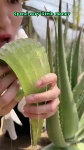 Aloe Vera 99% Soothing & Moisture Gel  Acne Removing Acne Scar Post-sun repair