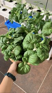 Growfoam- Seed Germination with foam Complete Kit Sprout seed Grow vegetable herbs Hydroponics Aquaponics - BlueAcres