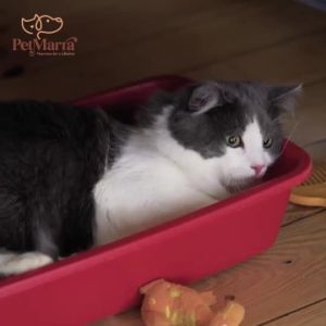 Marra Raw Chunks Recipe – Freeze-Dried Dry Food Collection for Cats & Kittens
