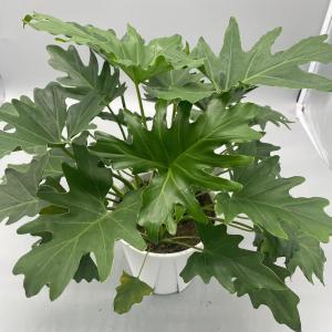 Philodendron Selloum (Tree Philodendron) -  - Pokok Philodendron Selloum - फिलोडेंड्रोन सेलोम पौधा Philodendron Selloum – Large Split Leaves Tropical Foliage Statement Easy Indoor Giant Hardy Decorative Plant LIVE PLANT