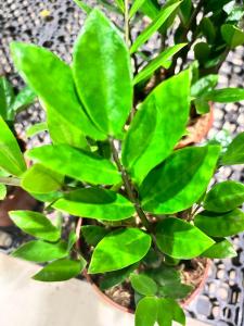 Buy beautiful ZZ Plant | Shipping fee included