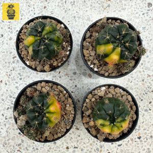 Gymnocalycium Damsii Variegated / Cactus Succulents / Kaktus Sukulen
