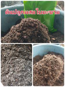 ใบก้ามปู ใบก้ามปูหมัก 10กก.