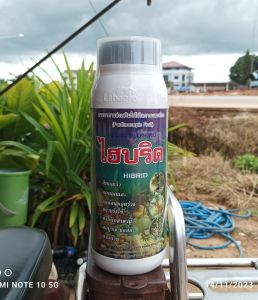 ฮอร์โมนพืช ไฮบริดHIBRID 1ลิตร  ผสมเกสร เปลี่ยนเพศ ติดผลดก ผสมเกสรไม้ผล ขั้วเหนียว ต้นสมบูรณ์ ทนอากาศร้อนจัด หนาวจัด