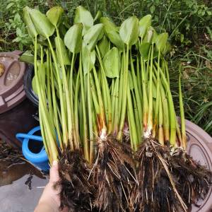 ผักตบชวา ต้นใหญ่ สูง ยาว 80 ซม. กิโลกรัมละ 39 บาท