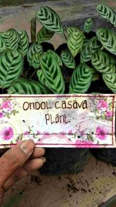 Tanaman Hias Ruangan: Calathea Sepat