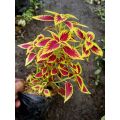 Sindo - Coleus Live Plant WX8AS2G6H9. 