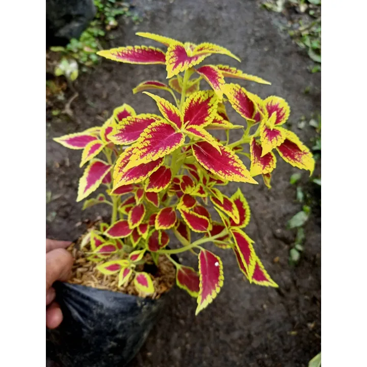 Sindo%20-%20Coleus%20Live%20Plant%20WX8AS2G6H9%20-%20Image%203