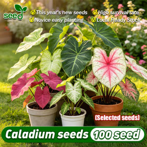 [Selected Seeds] 100pcs/pack Authentic Mix Colour Caladium Seeds Bonsai Seeds for Planting (Fast Growing) Flower Seeds Indoor and Outdoor Plants Real Live Plant for Sale Air Purifying Halaman Easy To Planting In Local Garden Home Decor Binhi Ng Bulaklak