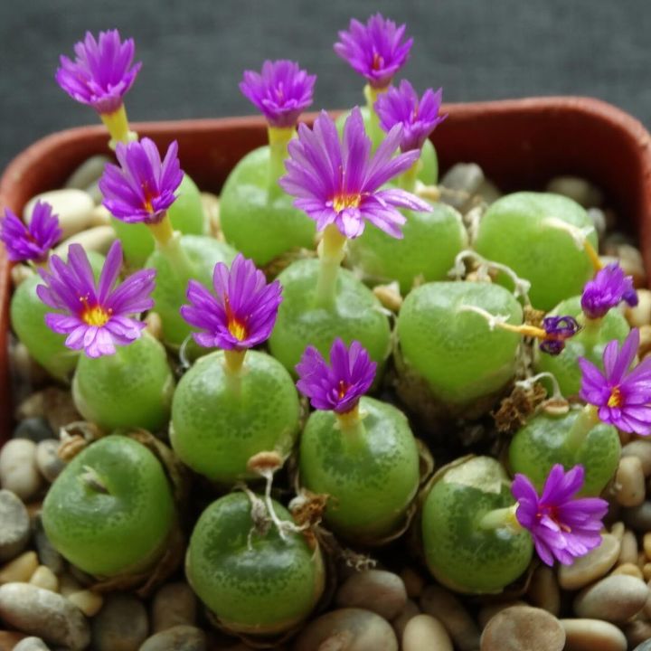 18 เมล็ด โคโนไฟตัม กระบองเพชร ไม้อวบน้ำ กุหลาบหิน แคคตัส Conophytum คน ...