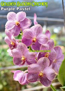GBO Regina - Orchids: Strap Leaf | Vanda Blooming Size (with ID pot and wire) (2/3)