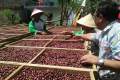 kopi lanang stamina pria Khusus meningkatkan vitalitas pria dewasa mengurangi risiko diabetes memperlancar peredaran darah Juga membuat pria terhindar dari gangguan disfungi isi 100gr. 