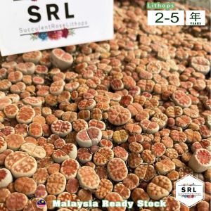 红窗玉屁屁生石花 Queen Crown Red Lithops (2cm - 3.5cm++ Series) 生石花 屁屁 live plant