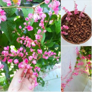 Hạt giống hoa ti gon mix - gói 5 hạt - loài hoa leo dễ trồng chịu hạn tốt hoa nở hình trái tim rất đẹp.