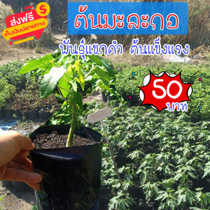 ต้นพันธุ์มะละกอแขกดำ ถุงใหญ่ ต้นโต แข็งแรงพร้อมปลูก