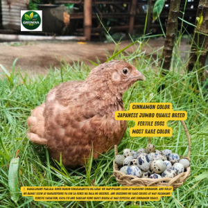 Rare Cinnamon Japanese Quail Fertile Eggs 10 +2 free eggs | Hatchable Eggs | Premium Bloodline