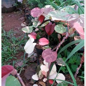 BAHAN BONSAI  WARU VARIGATA ORIGINAL TERLARIS