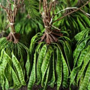 pete segar isi 10 papan