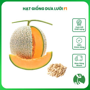 Hạt giống Dưa lưới F1 quả ngọt - Gói 0.5gr khoảng 10 hạt - Trồng quanh năm