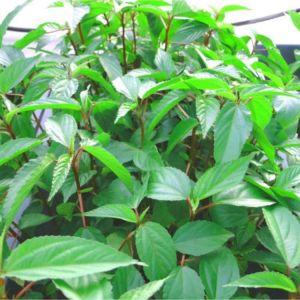 Hạt giống rau đay đỏ Độ thuần >99% Xuất xứ Việt nam