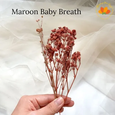 [ECER] Babys Breath/ Baby Breath / Dried Flower / Bunga Kering / Preserved Flower gypsophila babys breath
